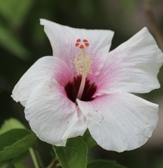 Hibiscus rosa-sinensis image