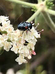 Saxinis saucia