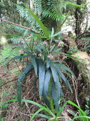 Ardisia crispa