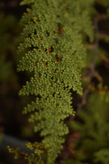 Myriopteris myriophylla