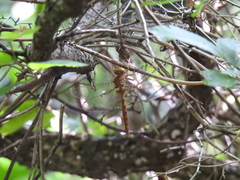 Neurocordulia molesta