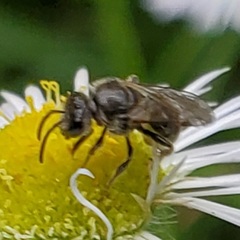 Hemihalictus