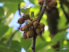 Actinidia rufa