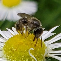 Hemihalictus