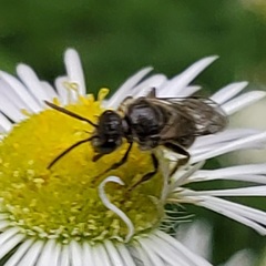 Hemihalictus