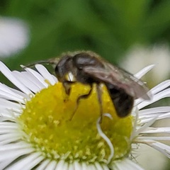 Hemihalictus