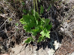 Heuchera richardsonii