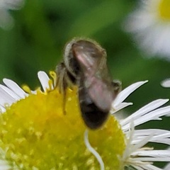 Hemihalictus