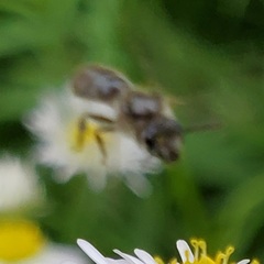 Hemihalictus