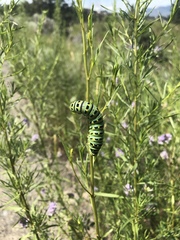 Papilio machaon oregonius