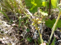 Heuchera richardsonii