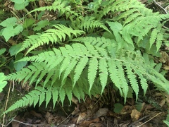 Deparia acrostichoides