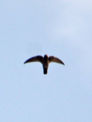 Chaetura