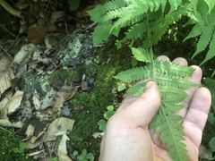 Deparia acrostichoides