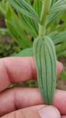 Lithospermum parviflorum
