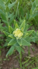 Lithospermum parviflorum