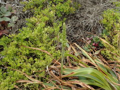 Platanthera michaelii