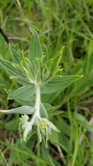 Lithospermum parviflorum