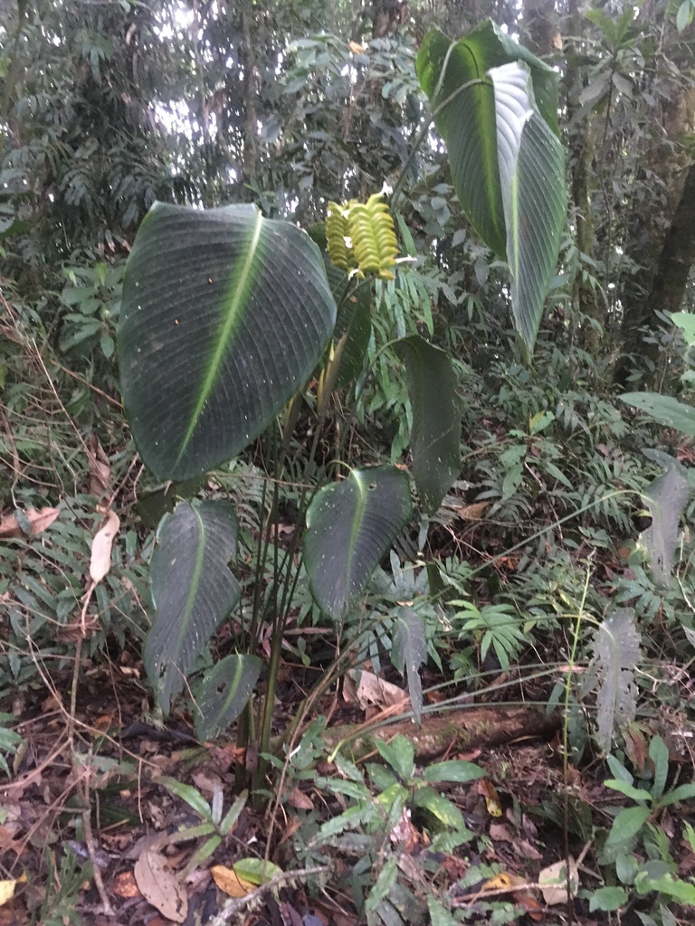 Calathea retroflexa