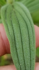 Lithospermum parviflorum