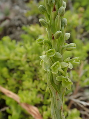 Platanthera michaelii