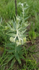 Lithospermum parviflorum