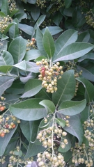 Ehretia tinifolia