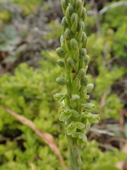 Platanthera michaelii