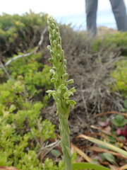 Platanthera michaelii