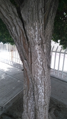 Ehretia tinifolia