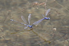 Enallagma semicirculare