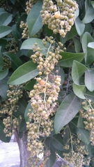 Ehretia tinifolia