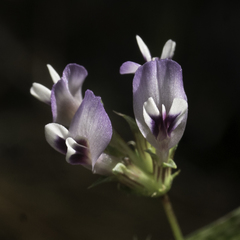 Trifolium oliganthum