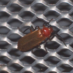 Macrosilis