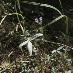Trifolium oliganthum
