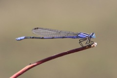 Enallagma semicirculare