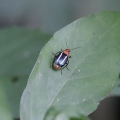 Image of Lebia eburata