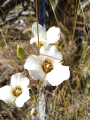 Calochortus howellii