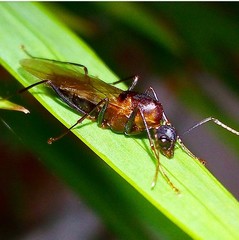 Camponotus
