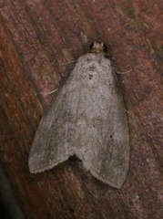 Hyperstrotia pervertens