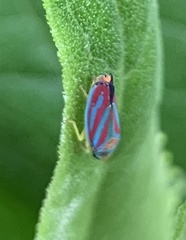 Graphocephala coccinea