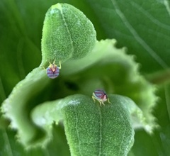 Graphocephala coccinea