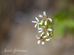 Sericocarpus asteroides
