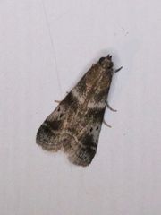 Acrobasis amplexella