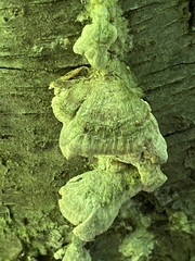 Amaropostia stiptica