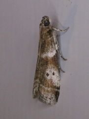 Acrobasis amplexella