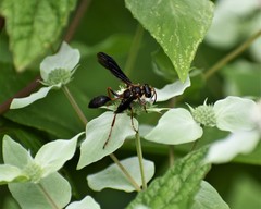 Isodontia exornata