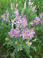 Astragalus bisulcatus