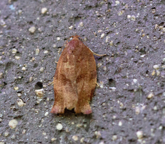 Choristoneura fractivittana