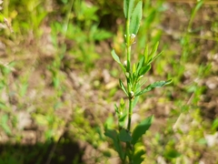 Polygonum erectum